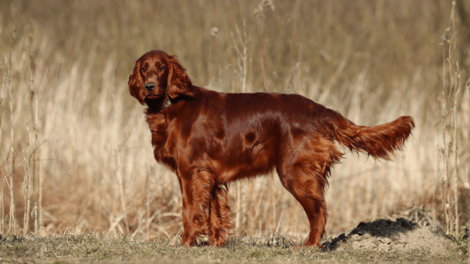 Irish Setter Temperament