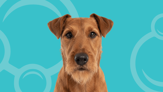 Irish Terrier Temperament 