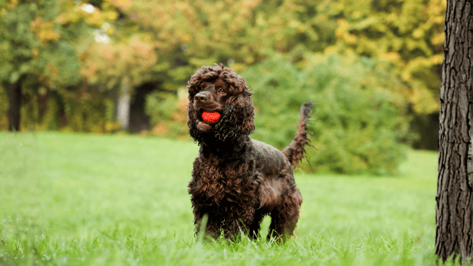 Irish Water Spaniel Temperament
