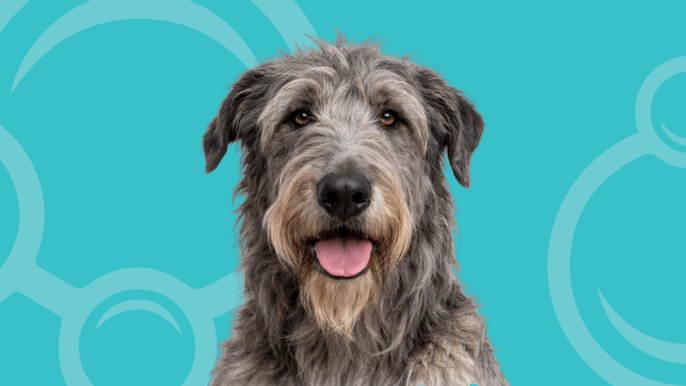 Irish Wolfhound Temperament