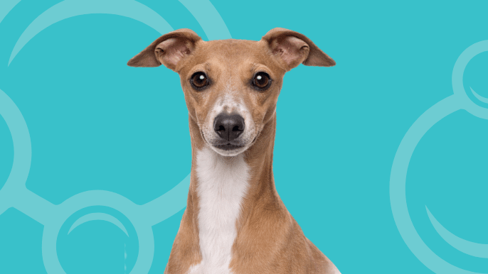 Italian Greyhound Temperament