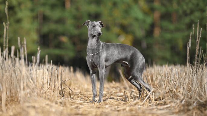 italian greyhound temperament