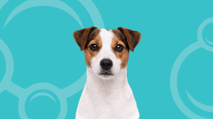 Jack Russell Terrier Temperament