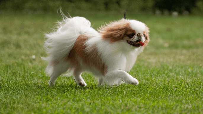 Japanese Chin Temperament Running On Grass