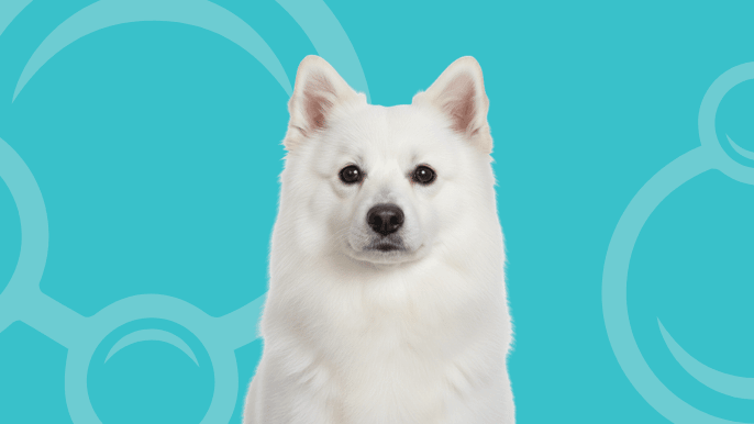 Japanese Spitz Temperament