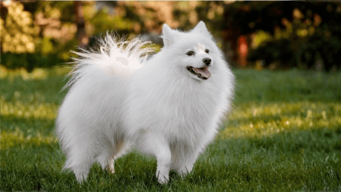 Japanese Spitz Temperament