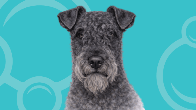 Kerry Blue Terrier Temperament
