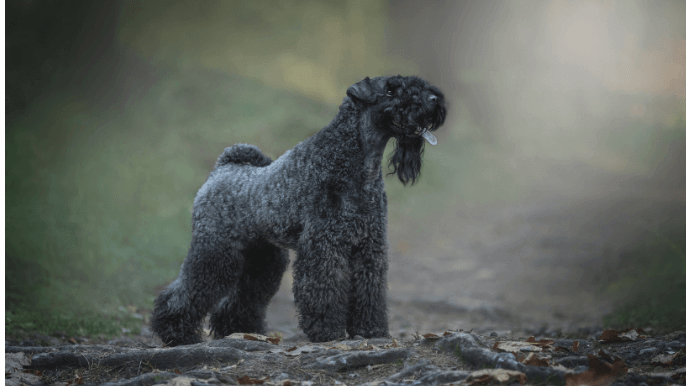 Kerry Blue Terrier Temperament 