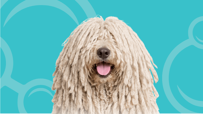 Komondor Temperament
