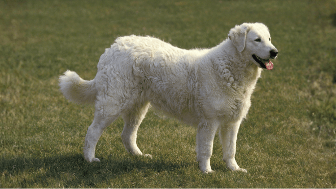 Kuvasz Temperament