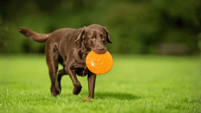 Labrador Retriever Temperament 