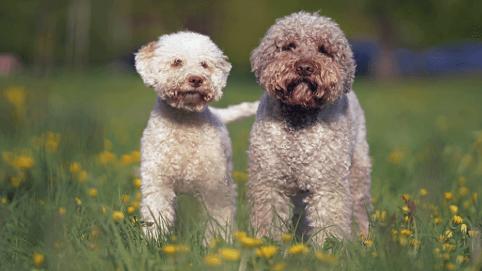 Lagotto Romagnolo Temperament