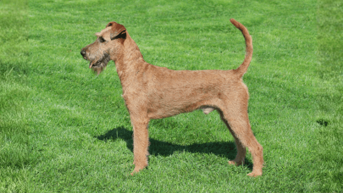 Lakeland Terrier Temperament 