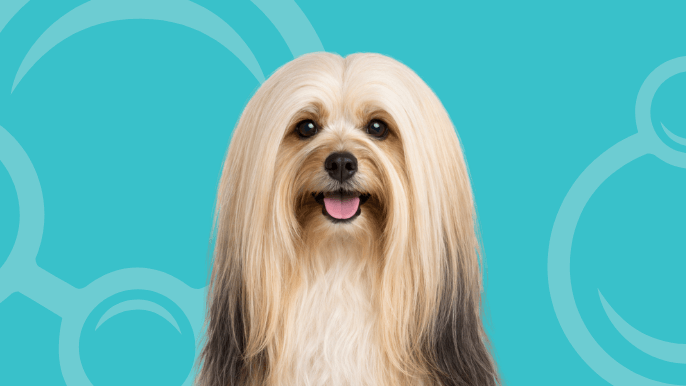 Lhasa Apso Temperament