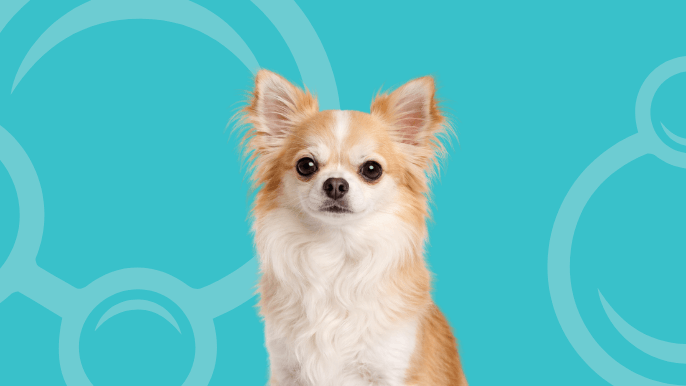 Long-Haired Chihuahua Temperament