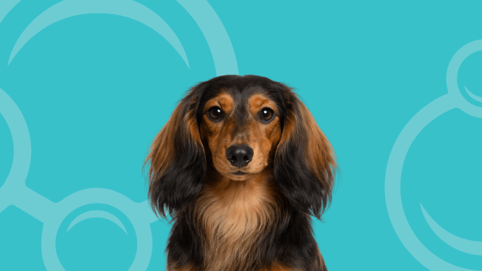 Long-Haired Dachshund Temperament