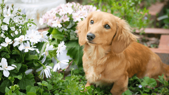 Long-Haired Dachshund Temperament