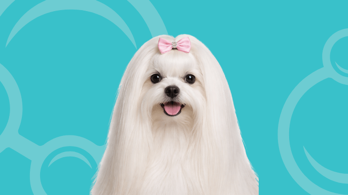 Maltese Temperament