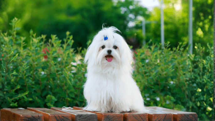 Maltese Temperament sitting outside