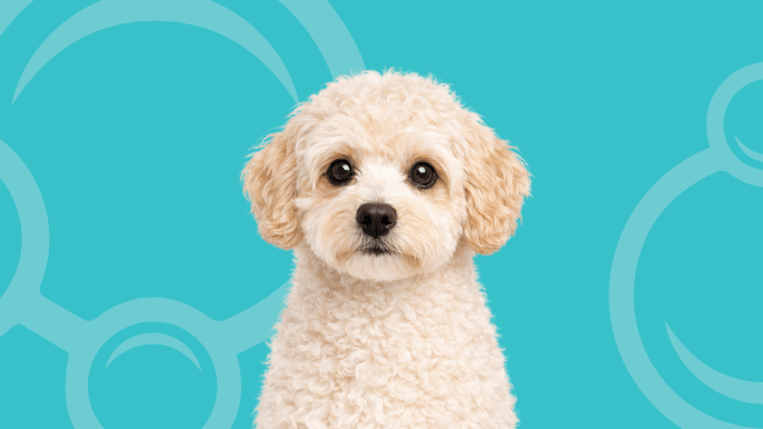 Maltipoo Temperament