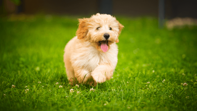 Maltipoo Temperament