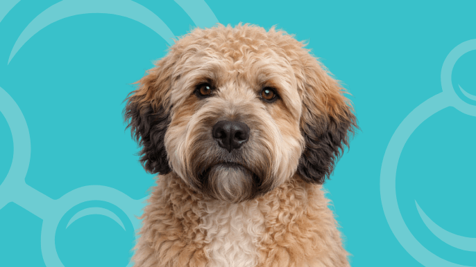 Mastidoodle Temperament