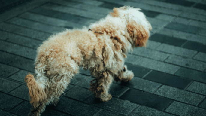 matted dog hair