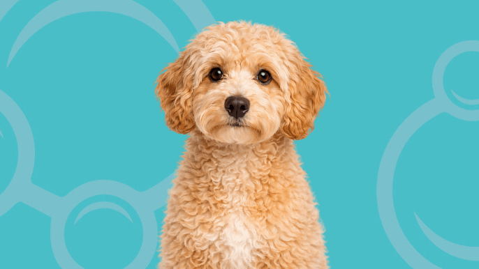 Mini Goldendoodle Temperament