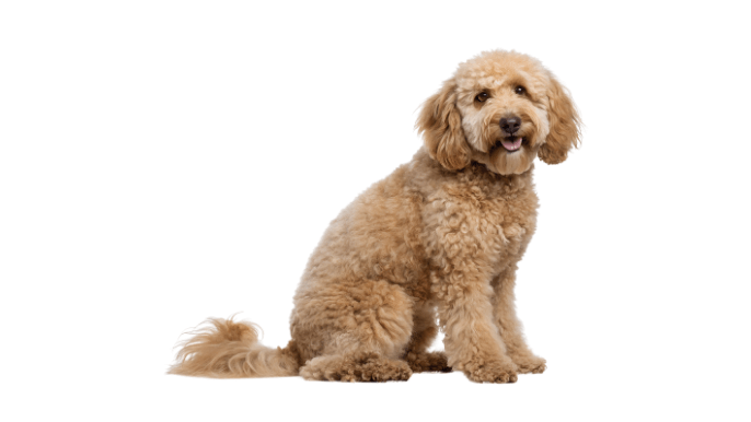 Mini Goldendoodle Temperament