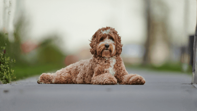 Mini Labradoodle Temperament