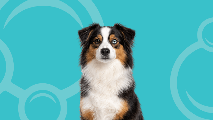 Miniature American Shepherd Temperament