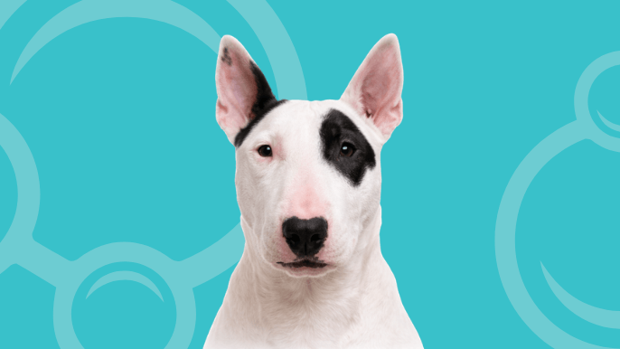 Miniature Bull Terrier Temperament