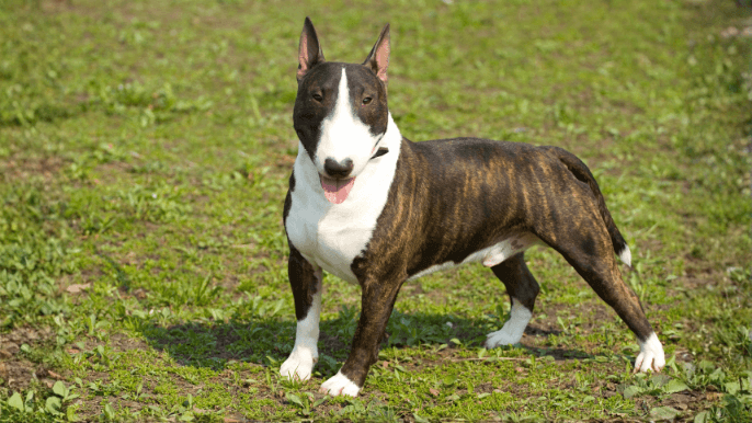 Miniature Bull Terrier Temperament 