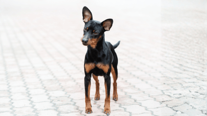 miniature pinscher temperament