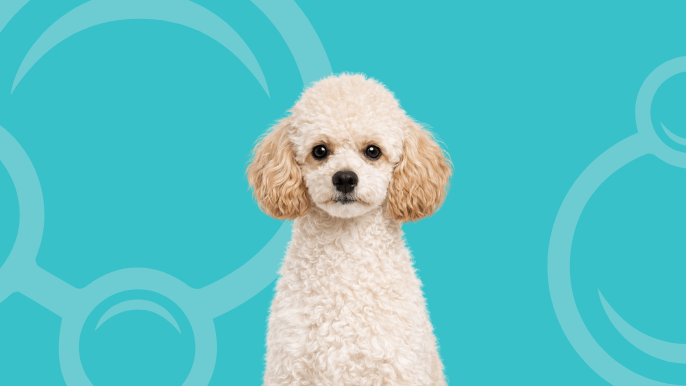 Miniature Poodle Temperament