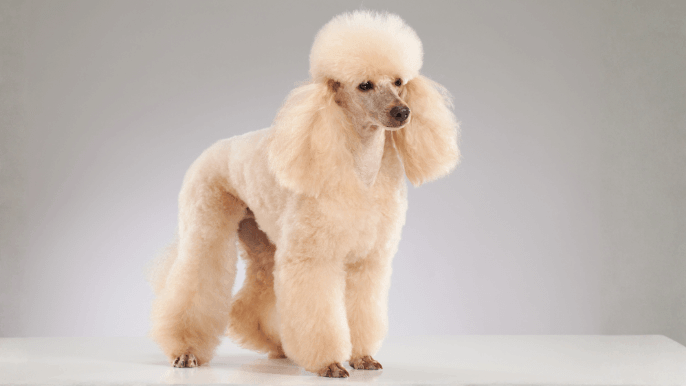 Miniature Poodle Temperament