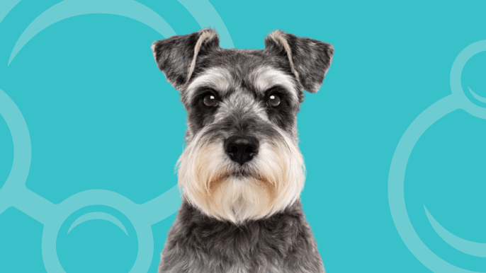 Miniature Schnauzer Temperament