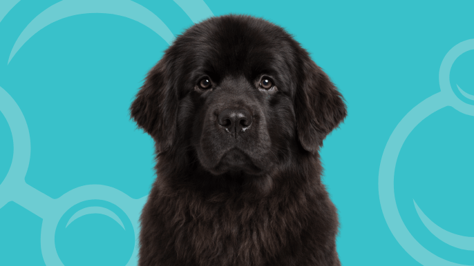 Newfoundland Temperament