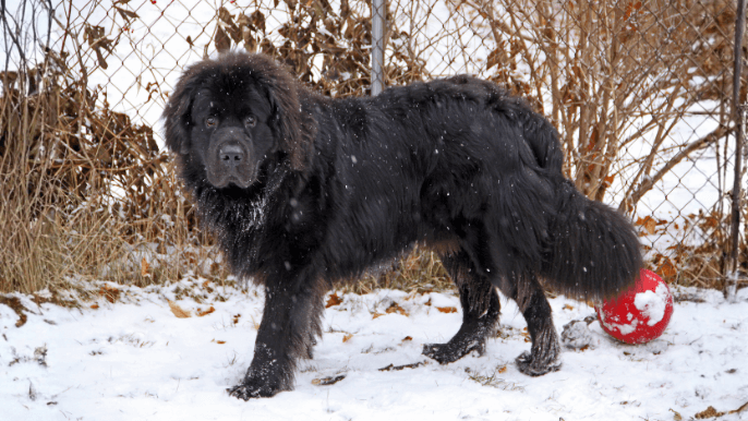 Newfoundland Temperament