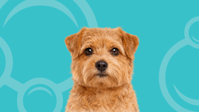 Norfolk Terrier Temperament 