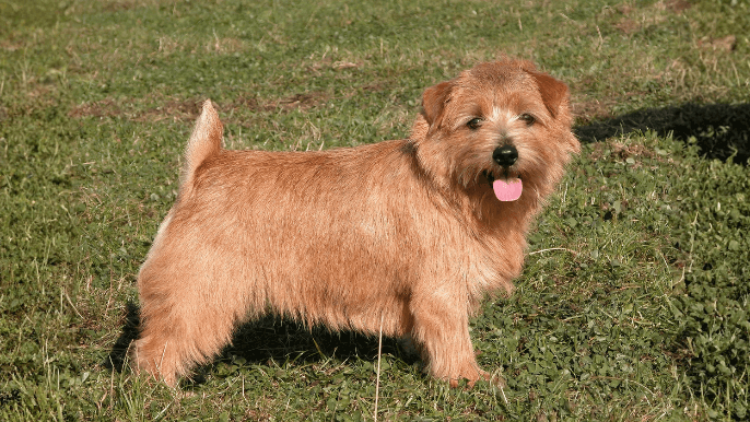 Norwich Terrier Temperament