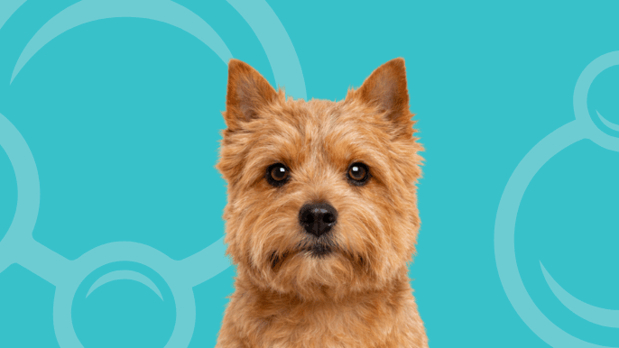 Norwich Terrier Temperament