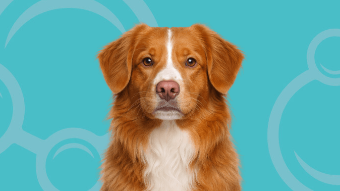 Nova Scotia Duck Tolling Retriever Temperament