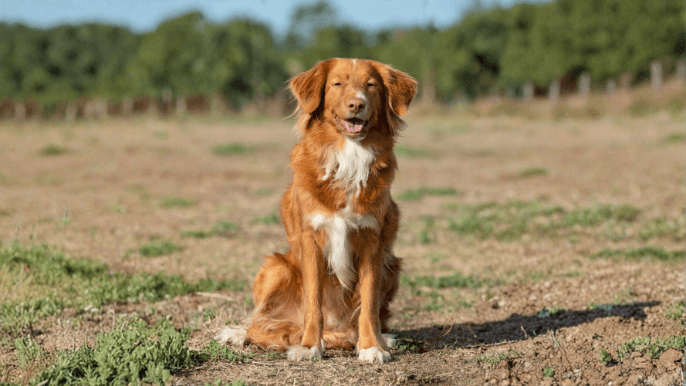 Nova Scotia Duck Tolling Retriever Temperament