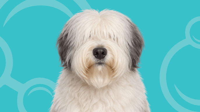Old English Sheepdog Temperament