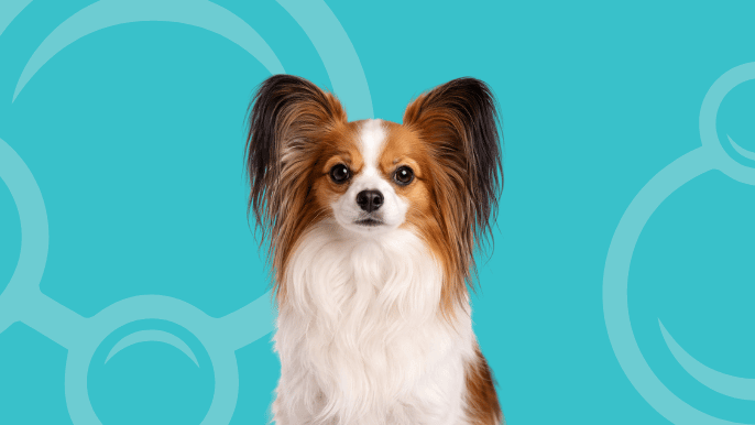 Papillon Temperament