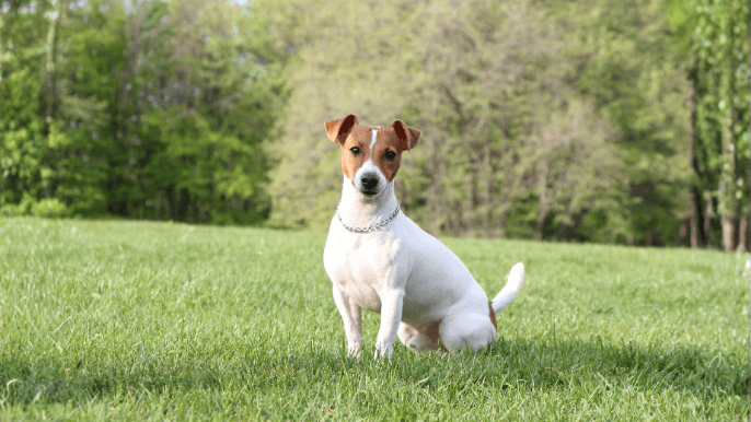 Parson Russell Terrier Temperament