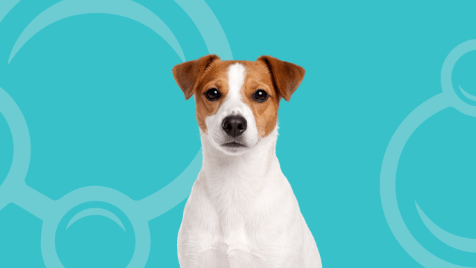 Parson Russell Terrier Temperament 