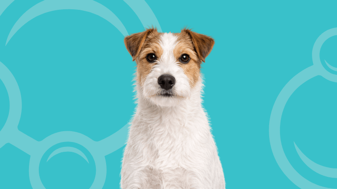 Parson Russell Terrier Temperament