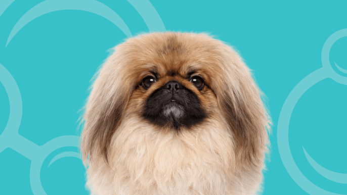 Pekingese Temperament